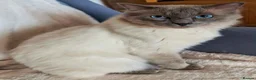 Ragdoll cats for stud: Proven GCCF Registered Stud - Advert 4
