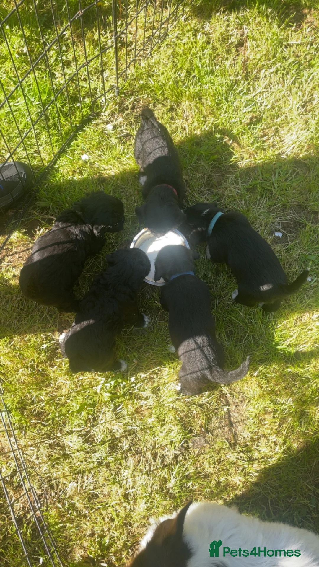 Jackapoo dogs for sale: 🏆Beautiful Jackapoo puppies🏆 1 BOY AND GIRL LEFT - Advert 2