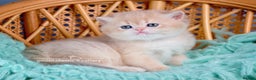 British Shorthair cats for sale: Show-Quality British Shorthair Kittens - Advert 9