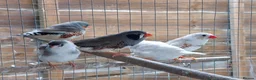 Finches birds for sale: Zebra Finches  in Dunmow - Advert 2