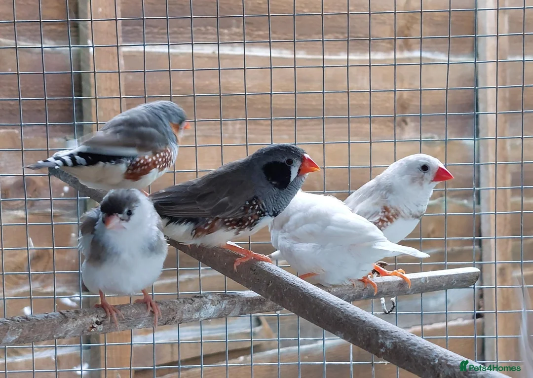 Finches birds for sale: Zebra Finches  in Dunmow - Advert 2