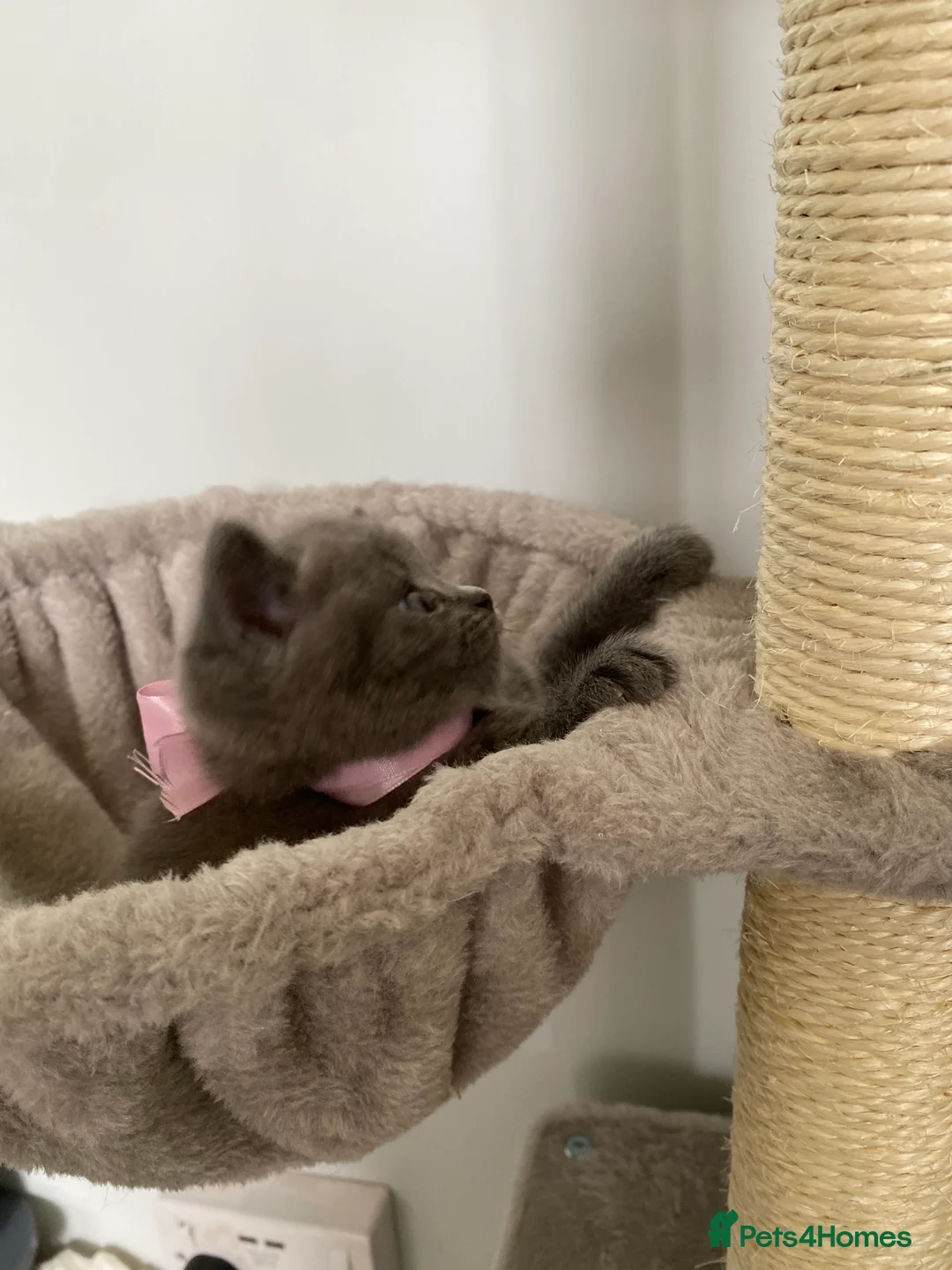 British Shorthair cats for sale: Pure British shorthair kittens Genetically tested - Advert 2