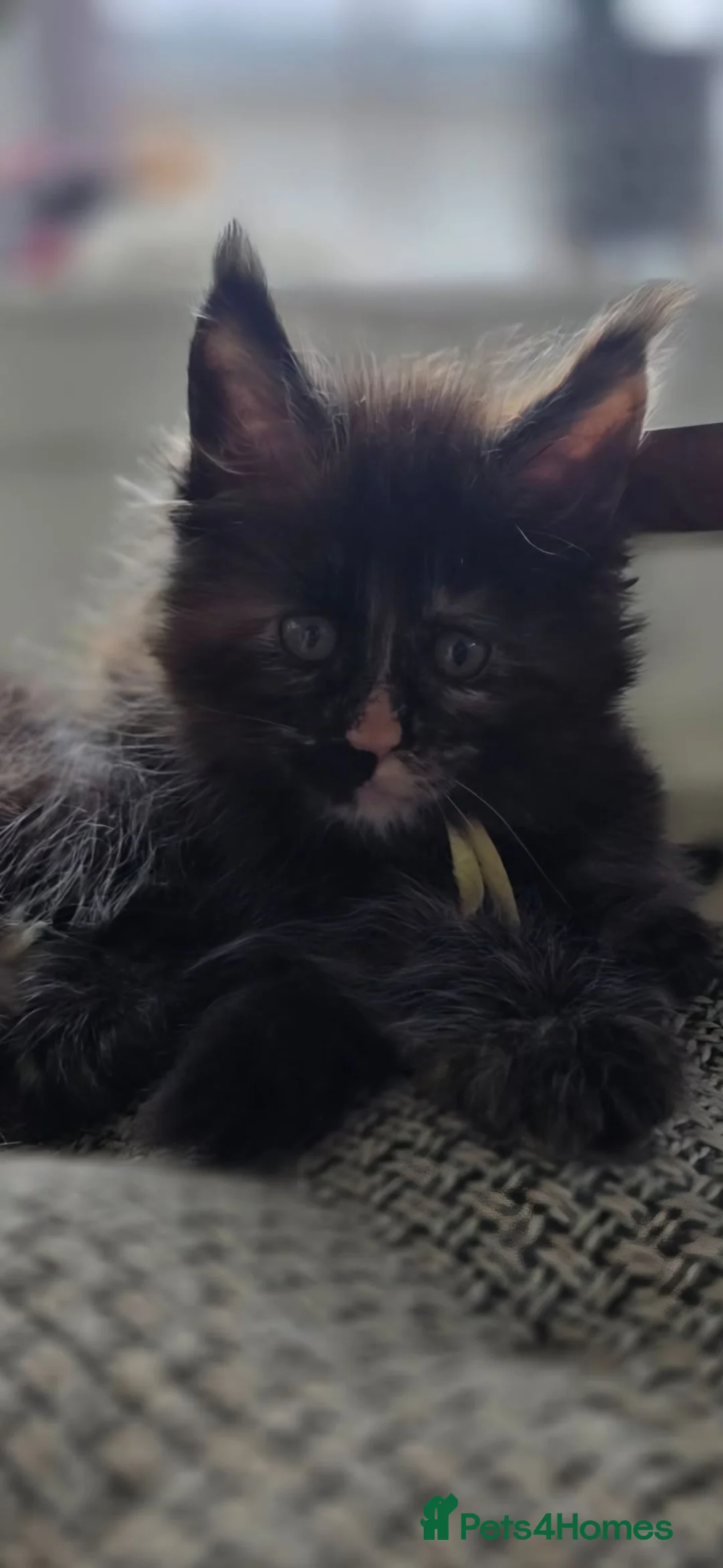 Maine Coon cats for sale: TICA REGISTERED MAINE COONS - Advert 2
