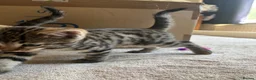 Bengal cats for sale: Beautifully marked Bengal cross kittens. - Advert 6