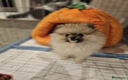 Pomeranian dogs for sale: Pomeranian for sale - Image 2