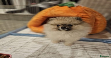 Pomeranian dogs - Advert 9