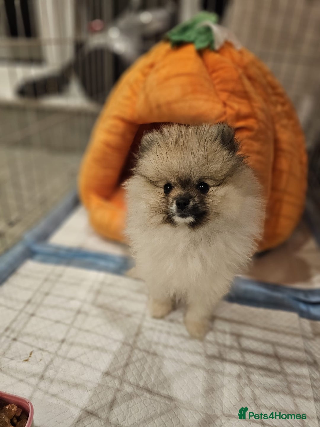 Pomeranian dogs for sale: Pomeranian for sale - Image 2