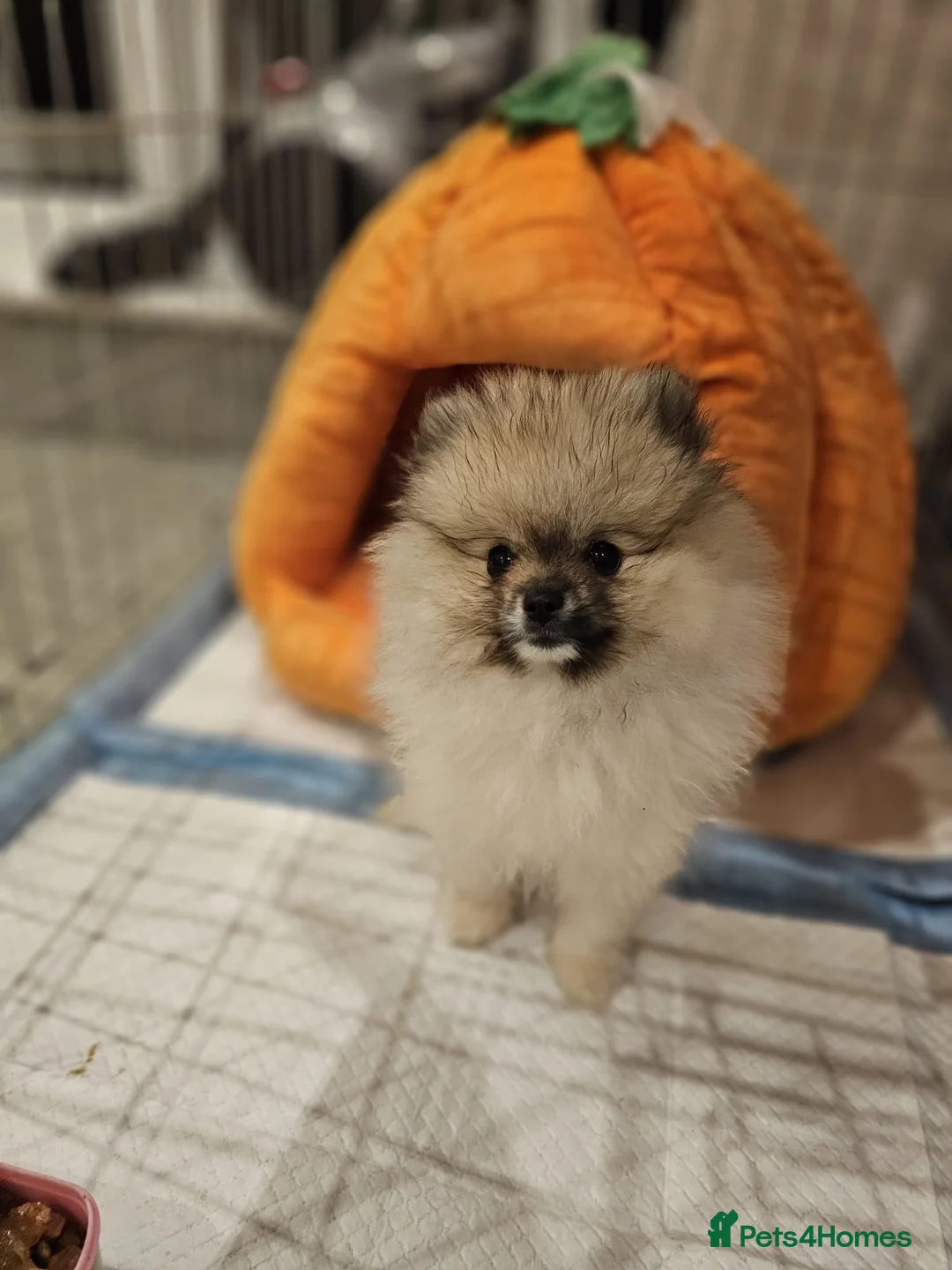 Pomeranian dogs for sale: Pomeranian for sale - Advert 2
