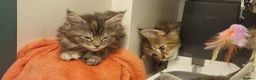 Maine Coon cats for sale: **PURE Maine Coon Kittens** 1 Boy / 3 Girls - Advert 14