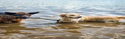 Golden Retriever dogs for sale: Golden Retriever Puppies - Advert 11