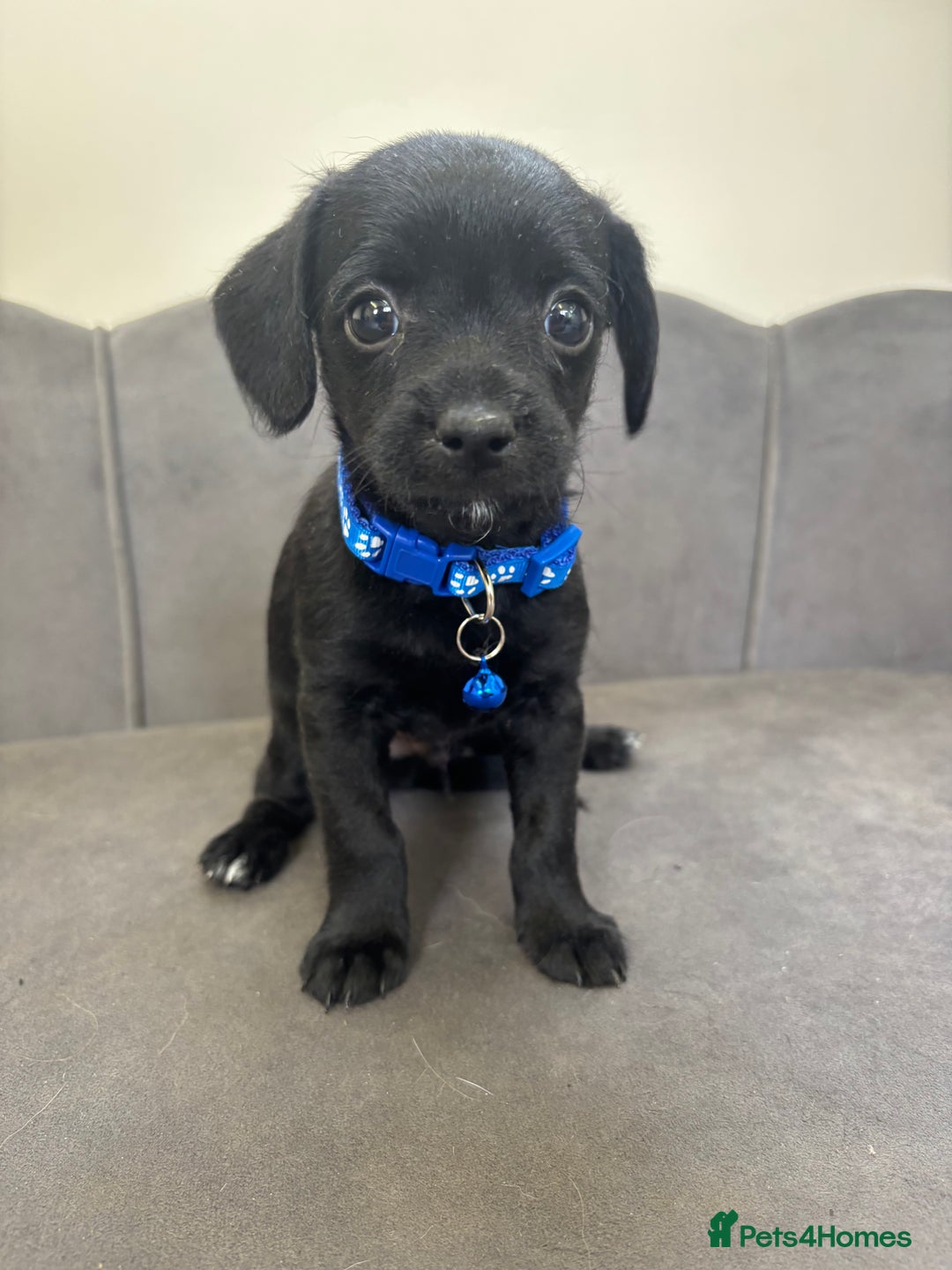 Chipoo dogs for sale: Stunning Chipoo Pups DNA Health Tested - Image 8