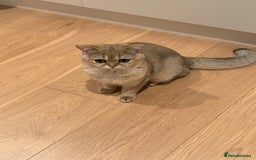 British Shorthair cats for sale: Adorable Golden British Shorthair Kitten - Image 4