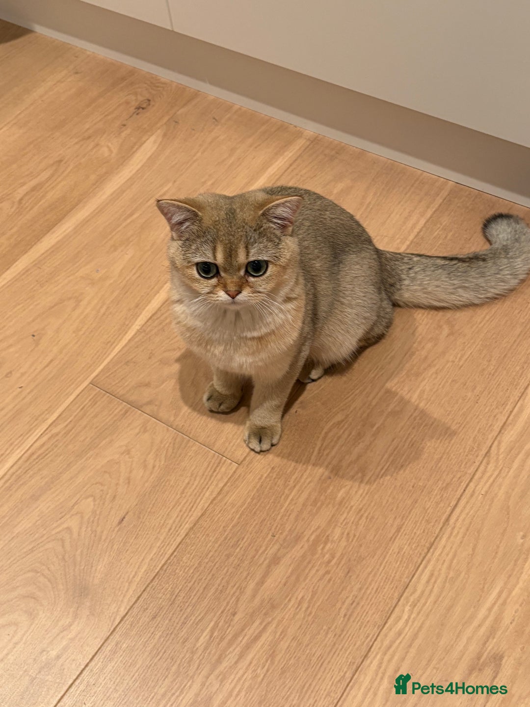 British Shorthair cats for sale: Adorable Golden British Shorthair Kitten - Image 4