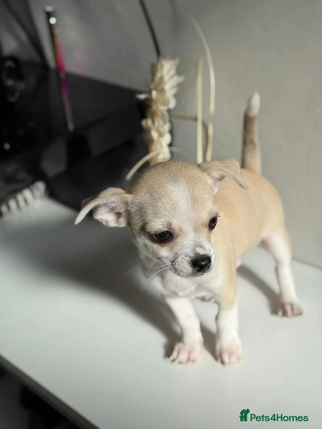 Chihuahua dogs for sale: 4 chihuahua males looking for their forever home - Advert 2