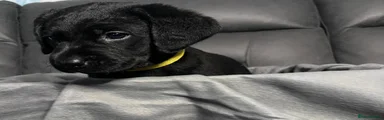 Yellow girl