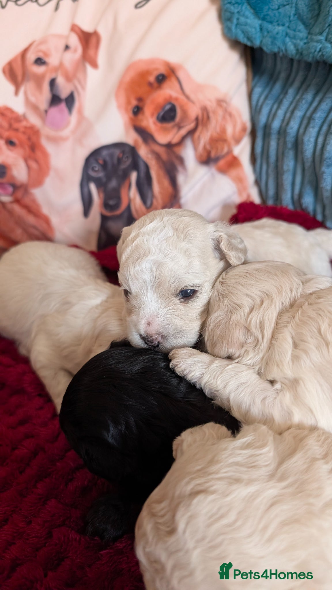 Maltipoo dogs for sale: Dna Genetically health tested maltipoos in Swindon - Advert 12
