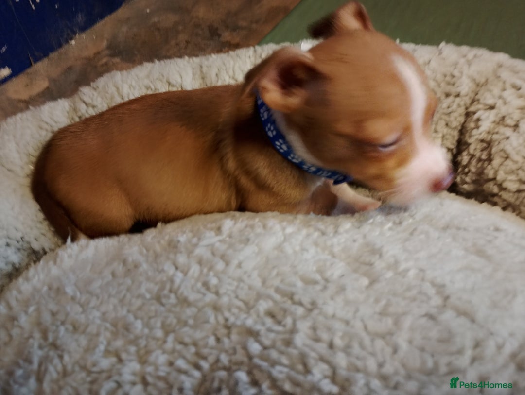 Mixed Breed dogs for sale: Four bueatuful pups forsale  - Advert 13