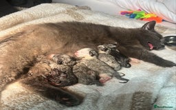 Mixed Breed cats for sale: Beautiful playful boy kittens  - Image 3