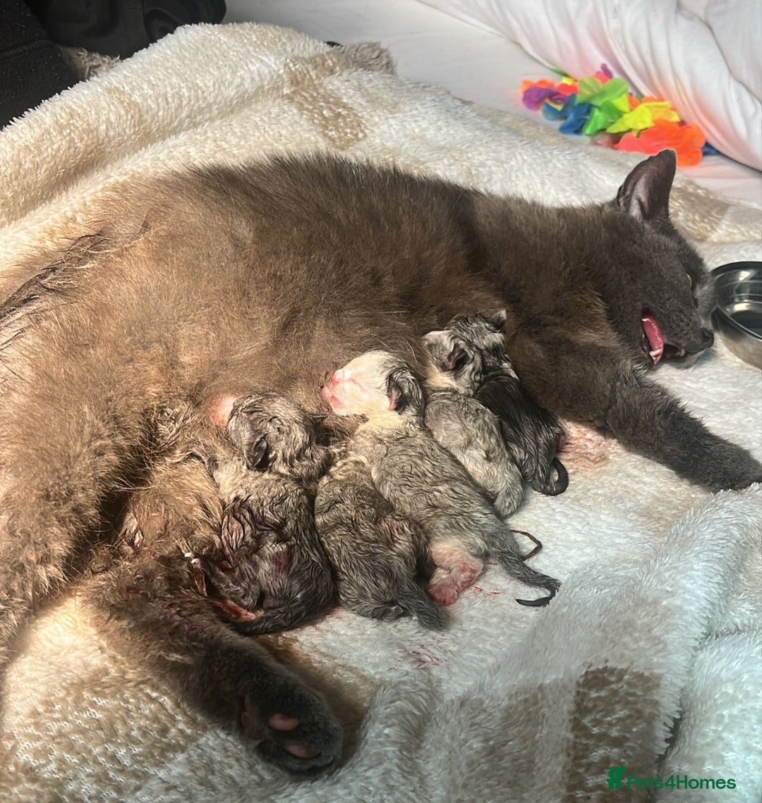 Mixed Breed cats for sale: Beautiful playful boy kittens  - Image 3