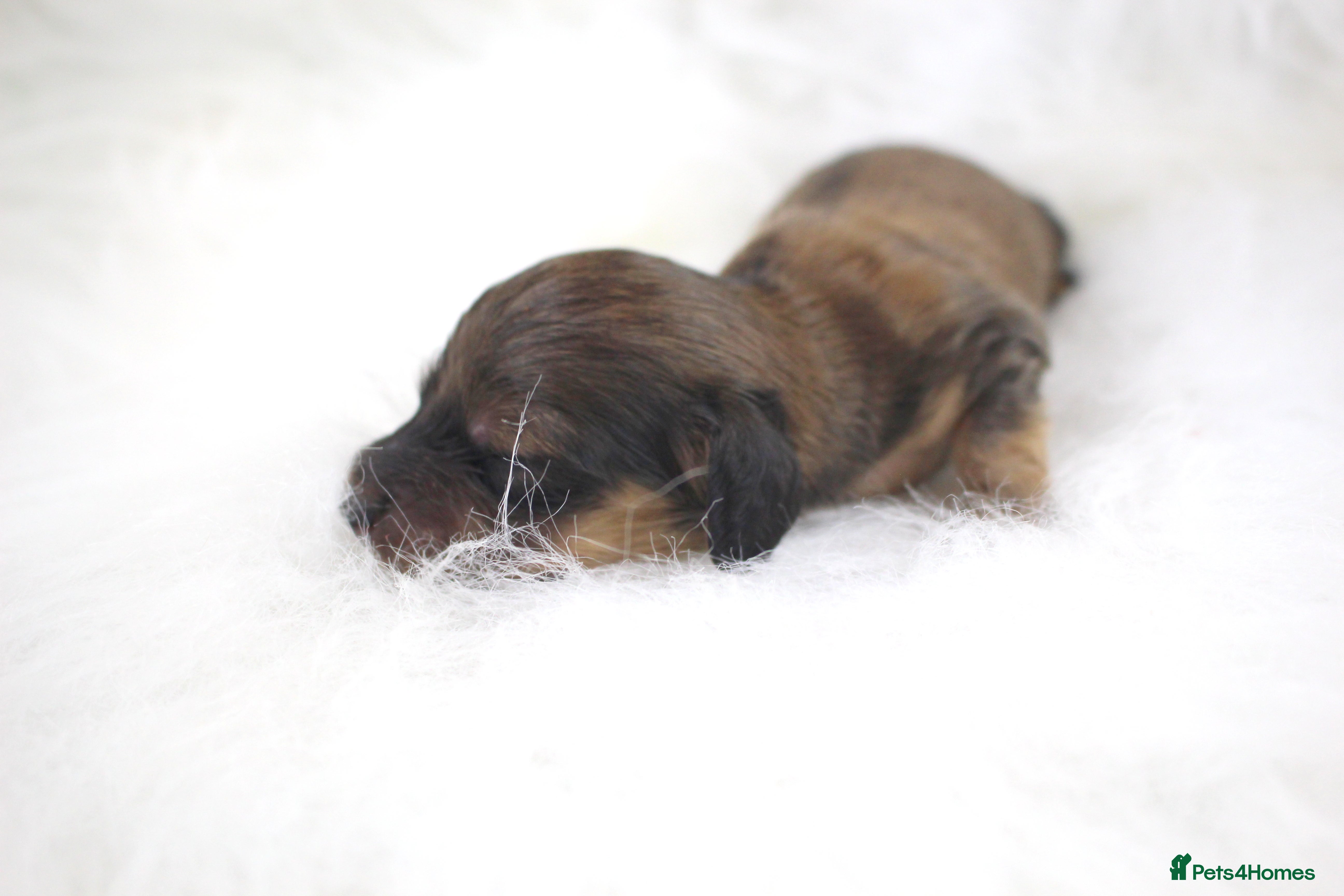 Miniature Dachshund dogs 🌟 Cream & Shaded Cream PRA Clear KC reg Apr 26 🌟 - Advert 6