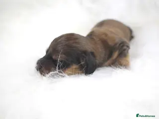 Miniature Dachshund dogs 🌟 Cream & Shaded Cream PRA Clear KC reg Apr 26 🌟 - Advert 6