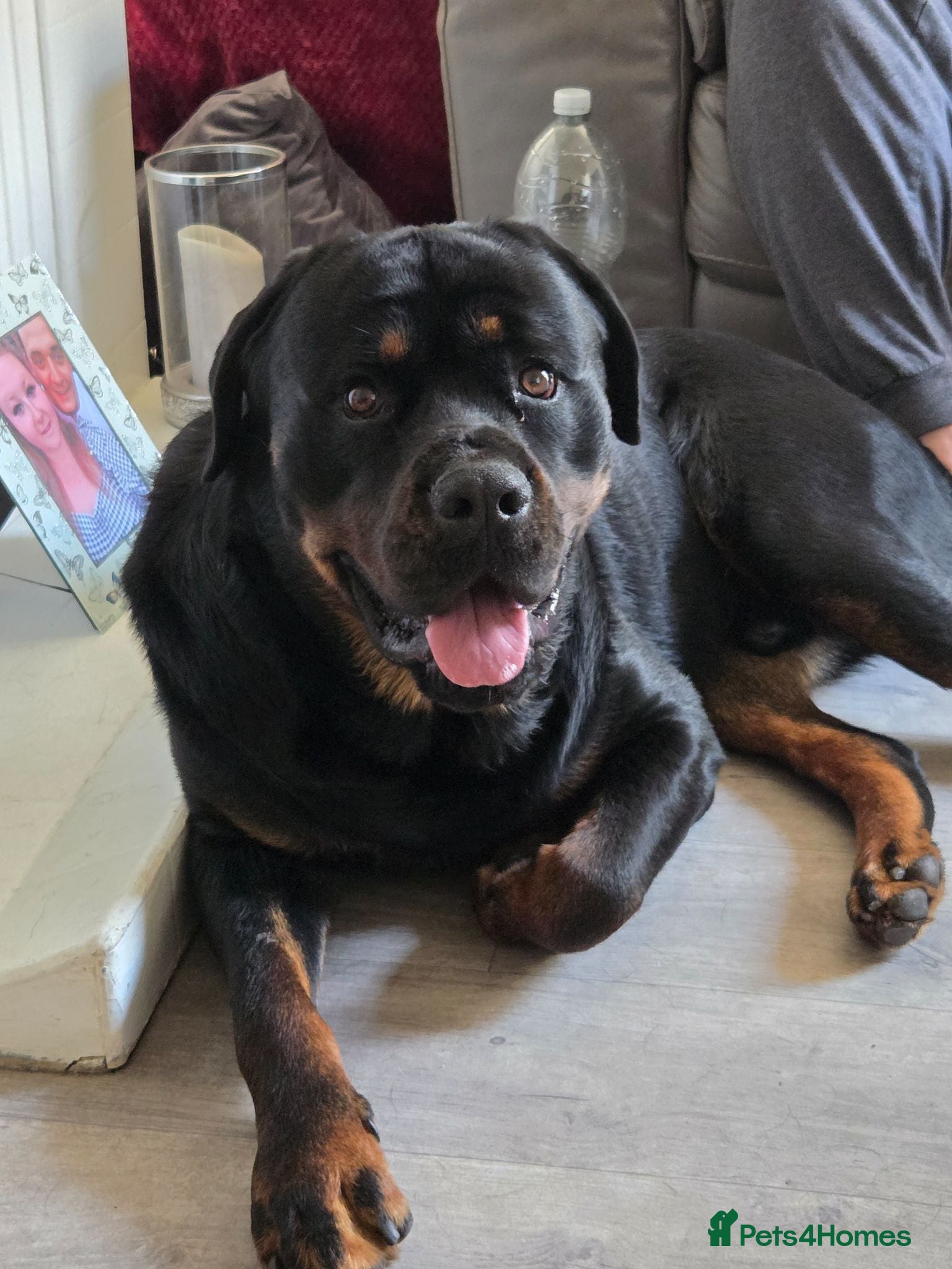 Rottweiler dogs Beautiful Rottweiler for sale  - Advert 13