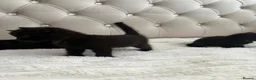 Mixed Breed cats for sale: 3 Beautiful Black Girl Kittens - Advert 4