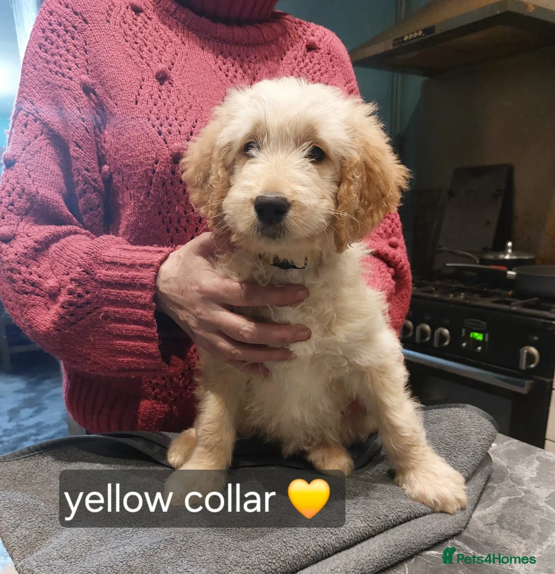 Goldendoodle dogs for sale: 2 beautiful F1 female Goldendoodle pups for sale - Advert 15