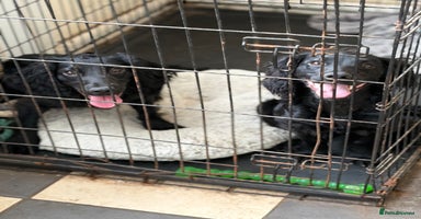 Cocker Spaniel dogs - Advert 8