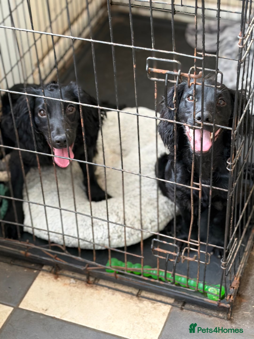 Cocker Spaniel dogs for sale: Stunning cocker spaniel puppy  - Image 3