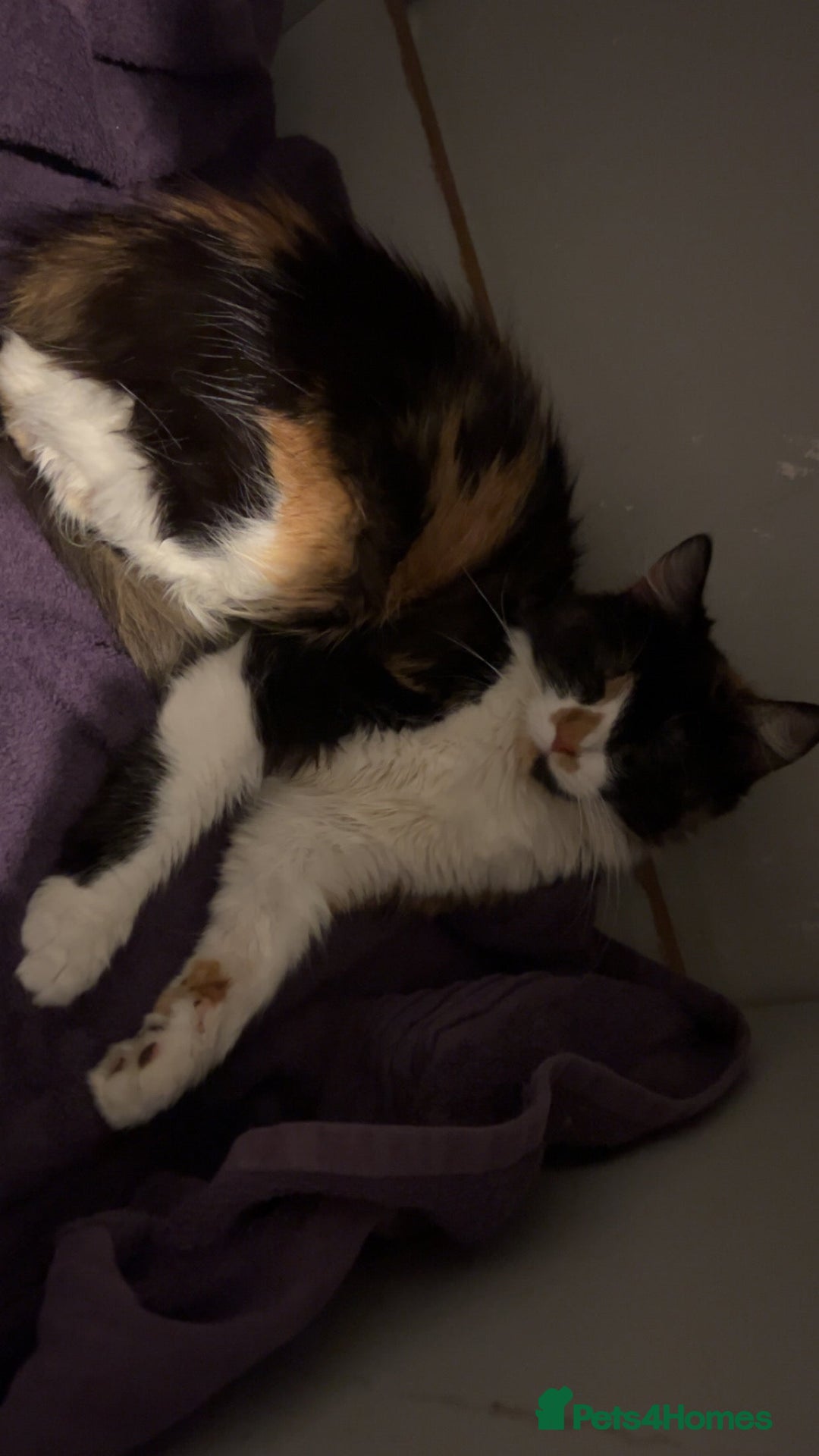 British Longhair cats for sale: Adult female cat  - Advert 1