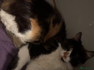 British Longhair cats Adult female cat - Advert 1