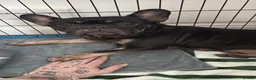 French Bulldog dogs for sale: ❤️💙💙French-bulldog puppies 💙💙❤️ - Advert 2