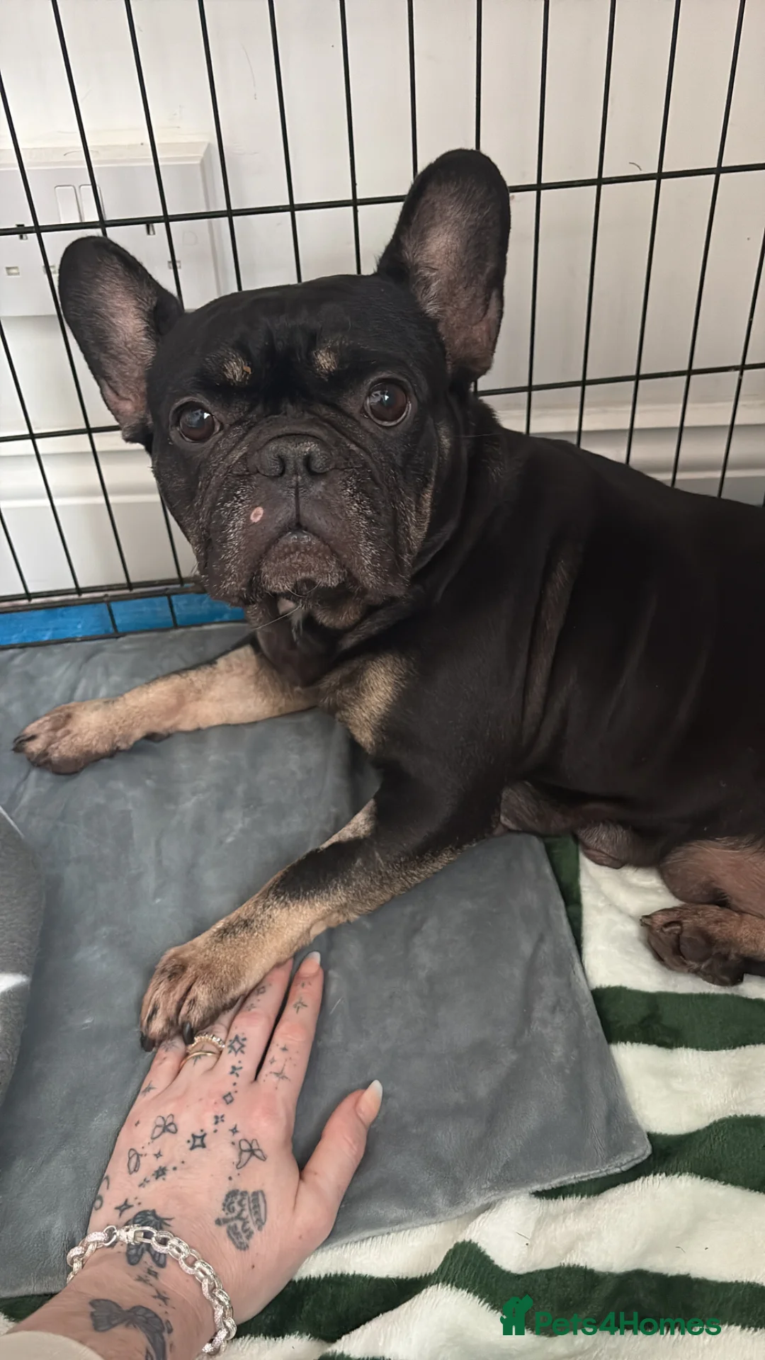 French Bulldog dogs for sale: ❤️💙💙French-bulldog puppies 💙💙❤️ - Advert 2