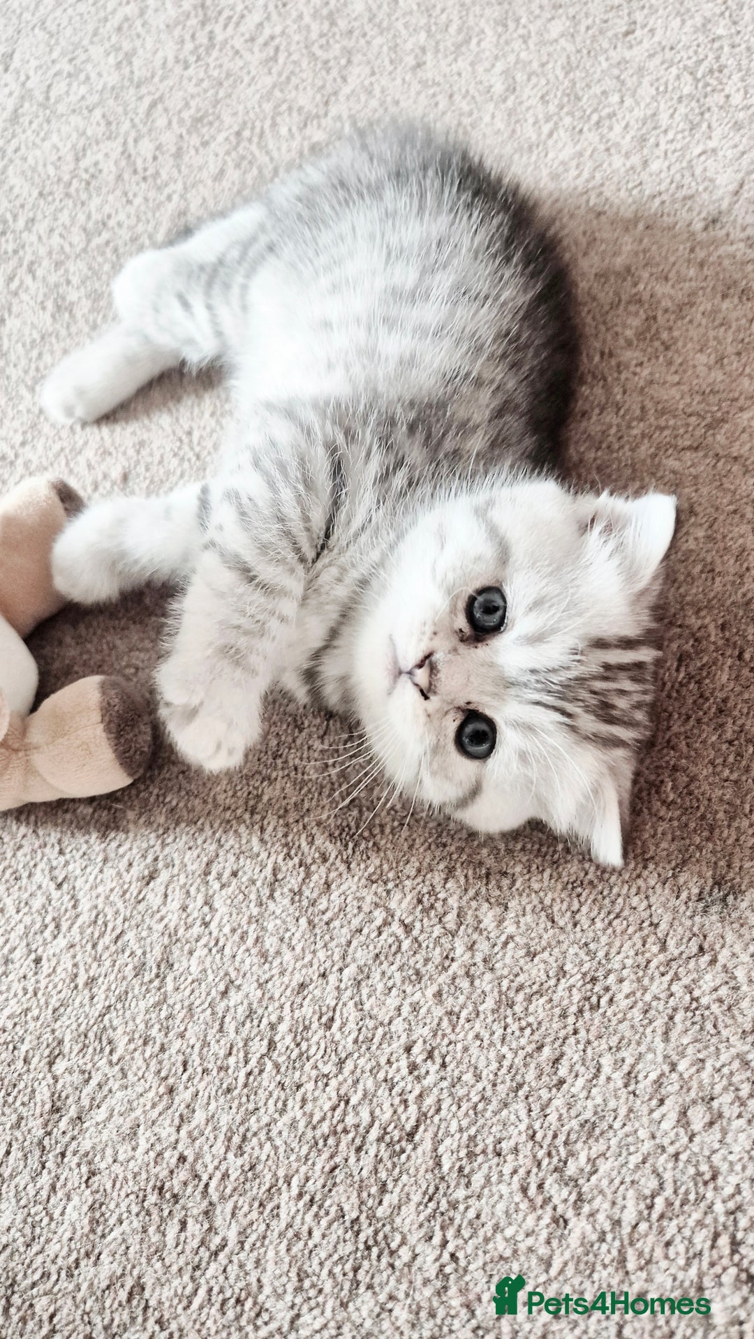 Scottish Fold cats for sale: RARE - Scottish Fold x Maine Coon Kittens!! - Image 16