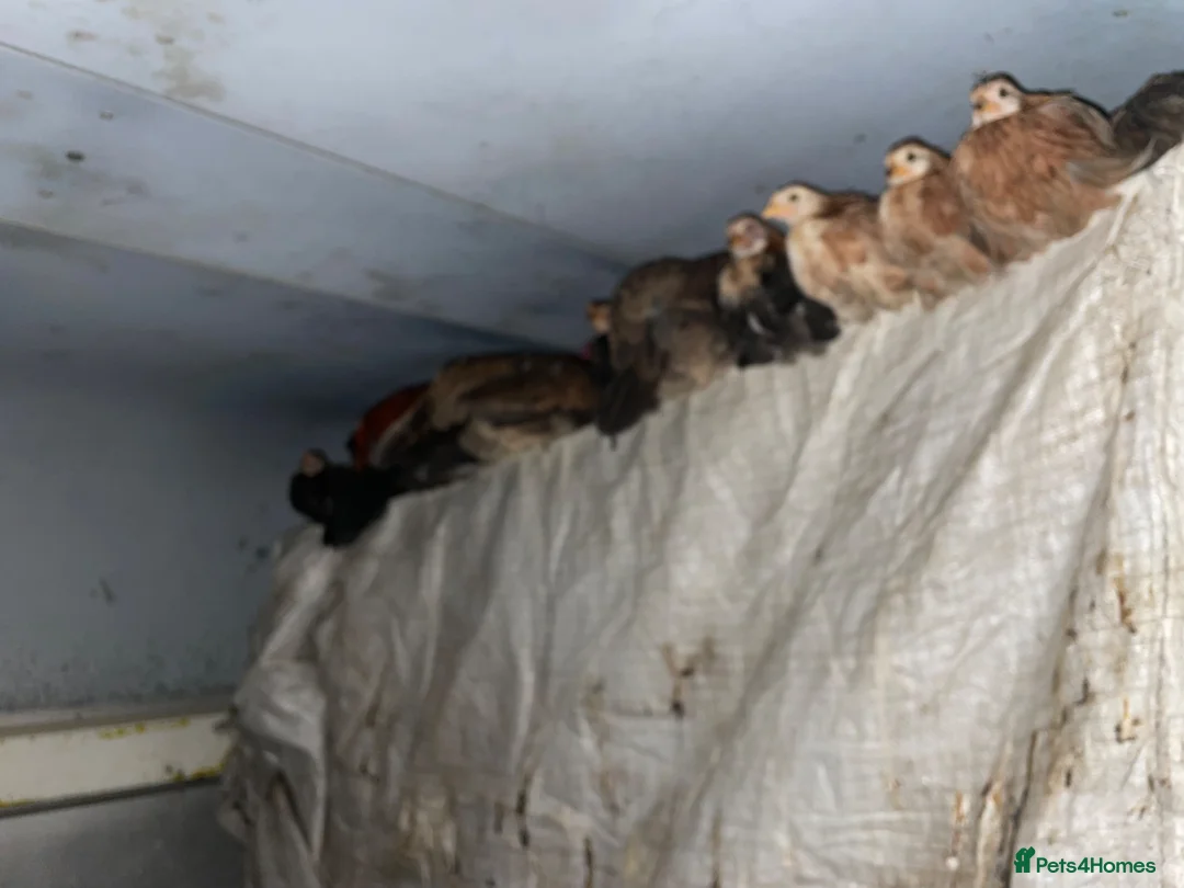Chickens poultry for sale: Old English game breeding pairs - Advert 5