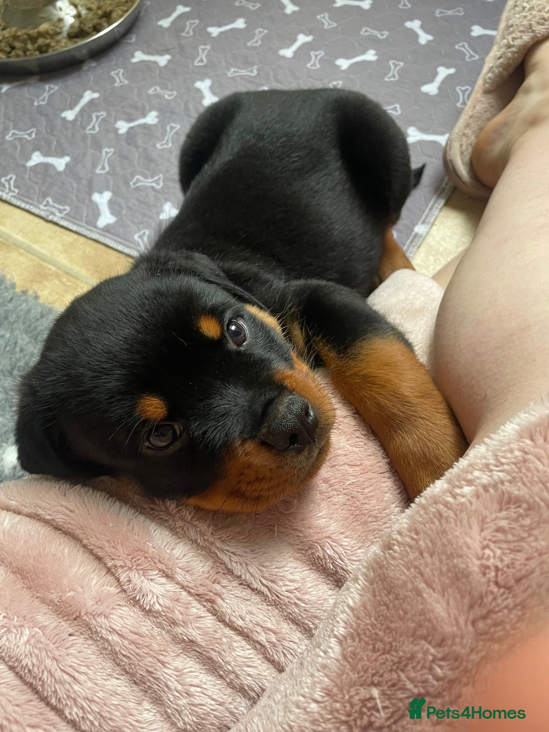 Rottweiler dogs for sale: Falconsnest blood line in Blackpool - Image 27