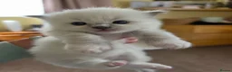 Ragdoll cats for sale: 1x Blue mitted pedigree Ragdoll Boy - Advert 3