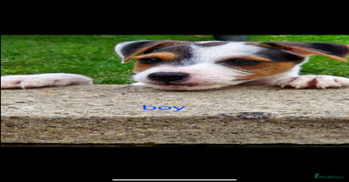 Jack Russell dogs - Advert 3