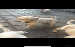 Mixed Breed dogs for sale: 3/4 Labrador 1/4 German wire hair pointer  - Image 11