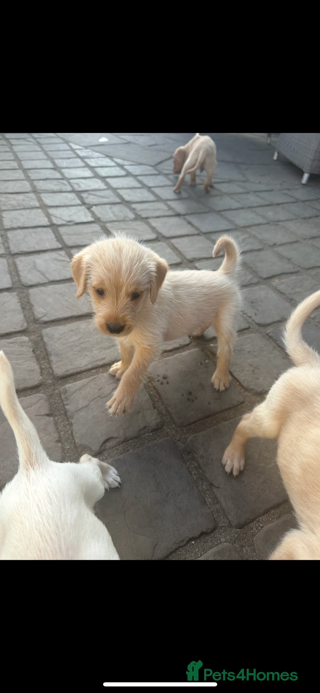 Mixed Breed dogs for sale: 3/4 Labrador 1/4 German wire hair pointer  - Image 11