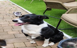 Mixed Breed dogs for sale: Border Collie x Welsh Collie - Image 5