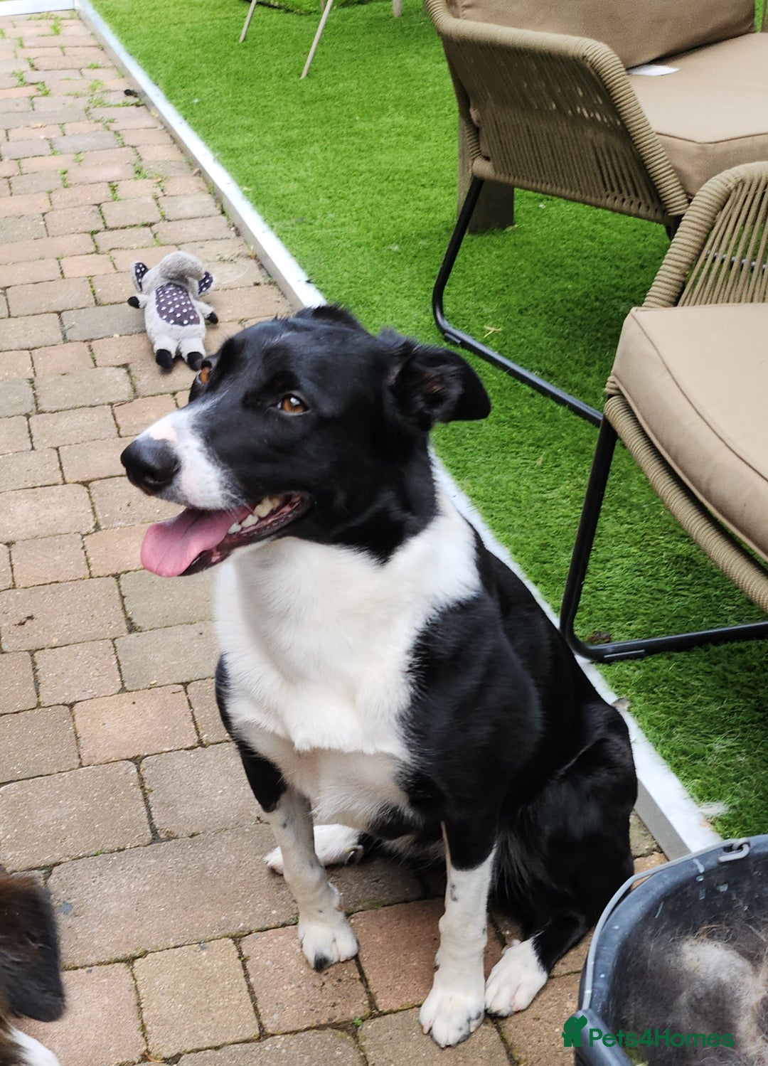 Mixed Breed dogs for sale: Border Collie x Welsh Collie - Image 5