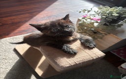 Mixed Breed cats for sale: Bonded brother and sister to go together!  - Image 5