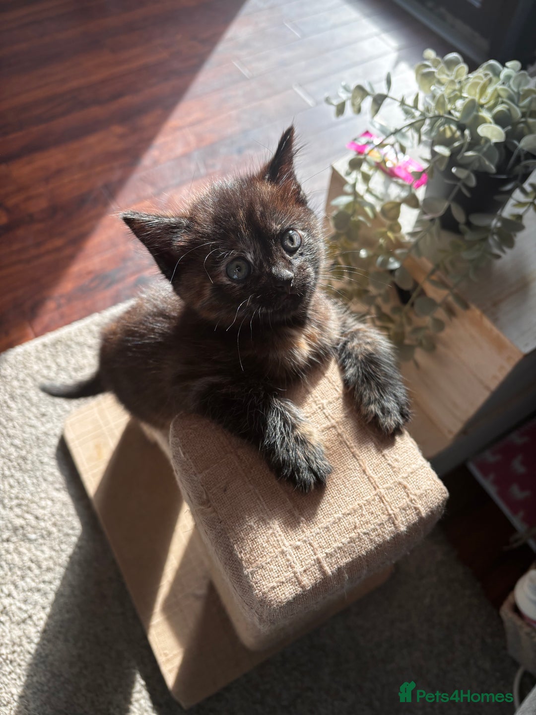 Mixed Breed cats for sale: Bonded brother and sister to go together!  - Image 5