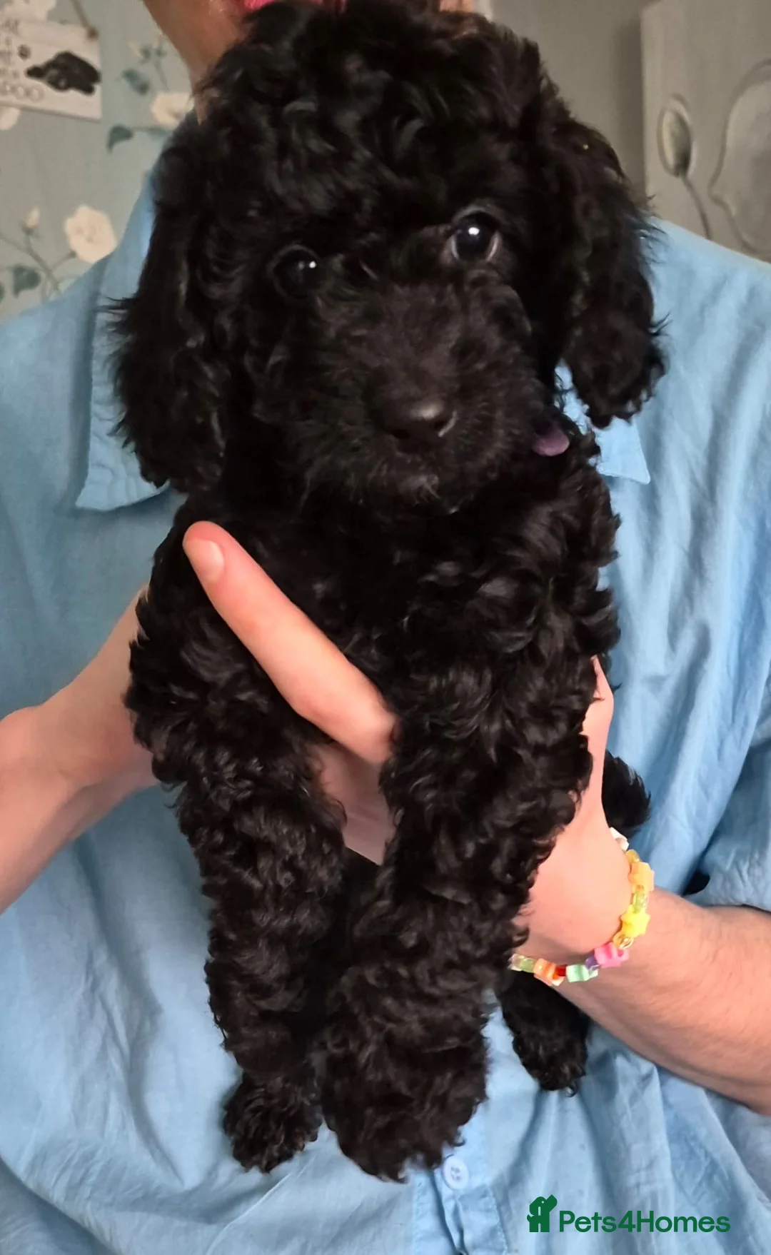 Cockapoo dogs for sale: FB1 Cockapoo  - Advert 2