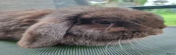 Mini Lop rabbits for sale: Various ages - Advert 15
