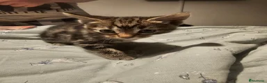 Mixed Breed Kitten 4