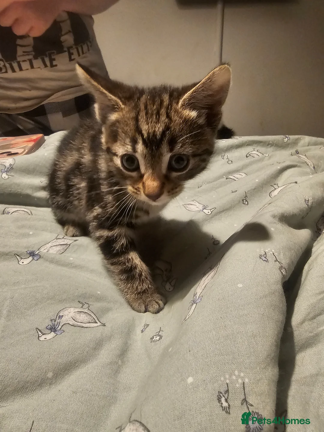 Mixed Breed cats for sale: 4 kittens for sale - Advert 5