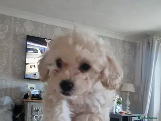 Cavapoo dogs Beautiful Cavapoo pups - Advert 12